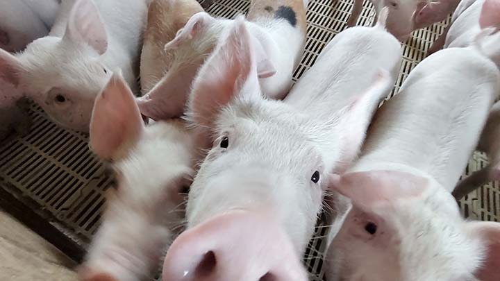 O objetivo é intensificar os cuidados para a detecção preventiva de eventual doença e demonstrar a ausência de enfermidade em suínos domésticos. Foto Toninho Anhaia