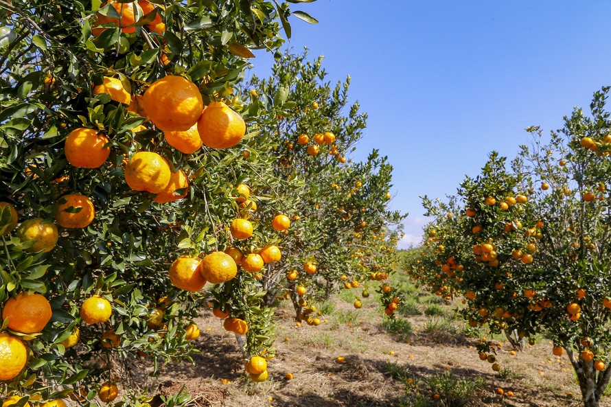 Condições climáticas afetam frutas de forma diferente, analisa boletim agropecuário Foto: Gilson Abreu/AEN