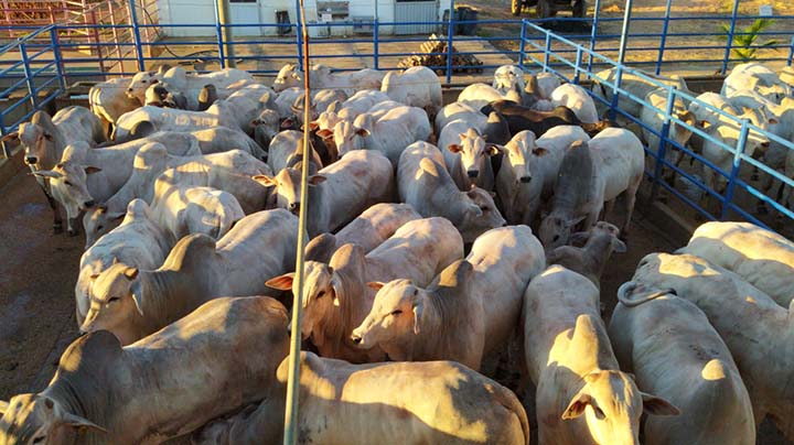 Mato Grosso tem o maior rebanho de bovinos do país, com aproximadamente 31 milhões de animais, dos quais 80% são Nelore ou anelorados.