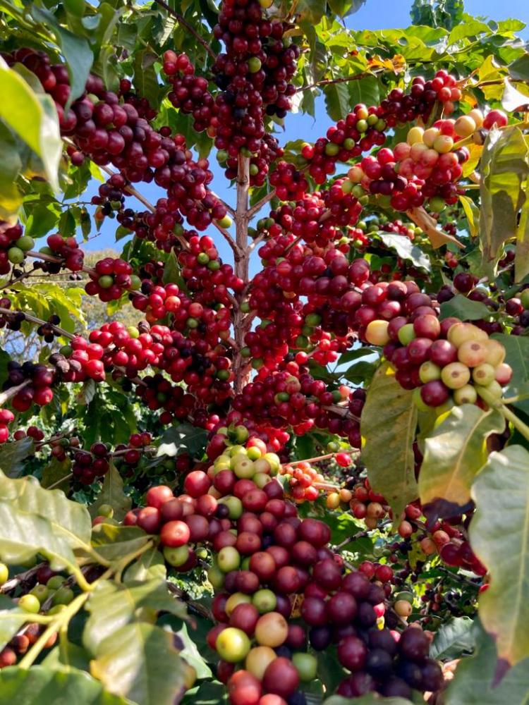 O Brasil, no geral, possui solos com PH mais ácidos que se comparados a solos europeus por exemplo. Por isso também, a DVA Agro, optou por formular um produto que atendesse a essa necessidade dos produtores brasileiros.
