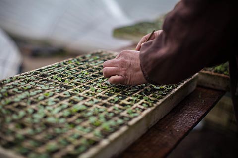 O conceito de agrobiodiversidade, que está associado às relações entre o homem, as plantas cultivadas e o ambiente, com reflexo positivo na conservação dos recursos naturais, na segurança alimentar e no desenvolvimento sustentável. 