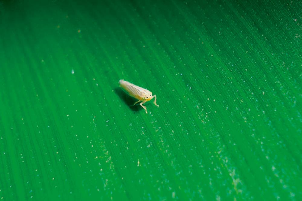 O agricultor deve ficar de olho em grãos e/ou espigas inteiras que ficam para trás no processo de colheita, pois eles podem brotar, dando origem ao milho tiguera ou guaxo. 