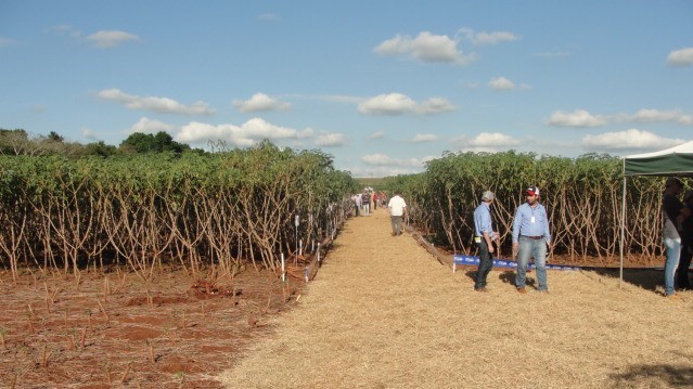 Na safra 2020/2021 a área cultivada na Estação é de 48 hectares, sendo 18,5 ha com mandioca e 29,5 ha com milho safrinha. 