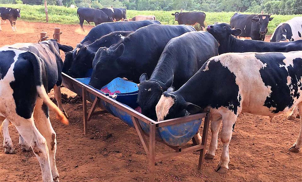 Diferentemente do que se imagina, gado leiteiro também pode apresentar bom retorno no gancho, basta fornecer a nutrição adequada.