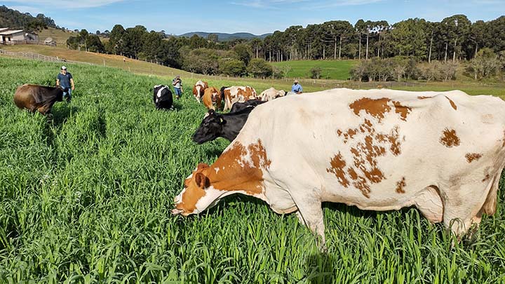 De acordo com o documento, o insumo que mais tem pesado no bolso do produtor é o concentrado, que valorizou 11,34% (média Brasil) no primeiro semestre de 2021. Foto Toninho Anhaia