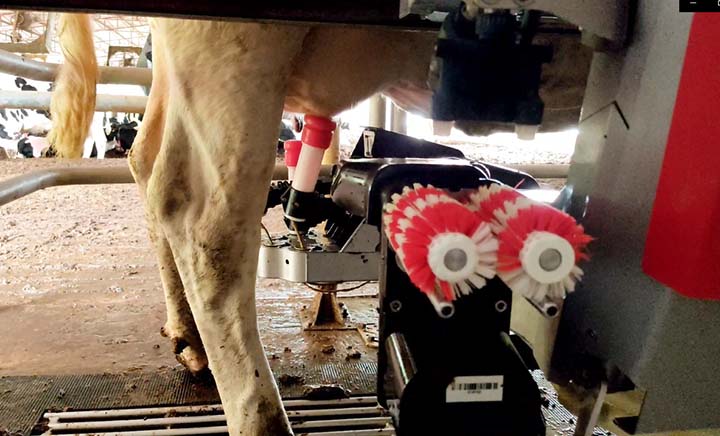 Propriedade da família Rigon fica em São José do Cedro, extremo oeste de Santa Catarina, e conta com 63 vacas em lactação