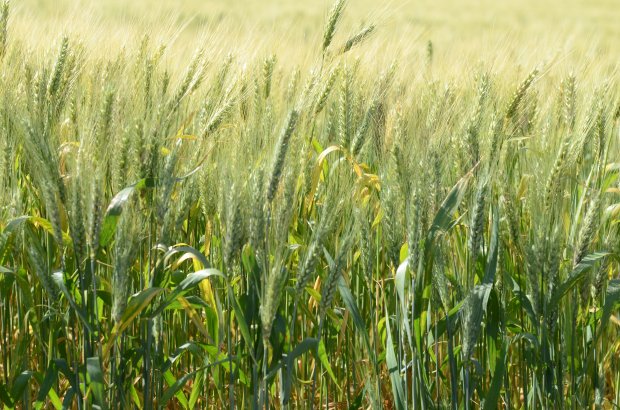 A intenção é ampliar em 220 mil hectares a área plantada com grãos de inverno, além do desenvolvimento de novas cultivares para o uso na ração animal.