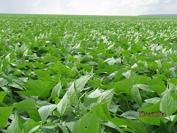 A cultura do feijão é extremamente sensível ao campo, Sendo assim, existem fatores que podem limitar o desempenho da plantaCrédito: Alltech Crop Science