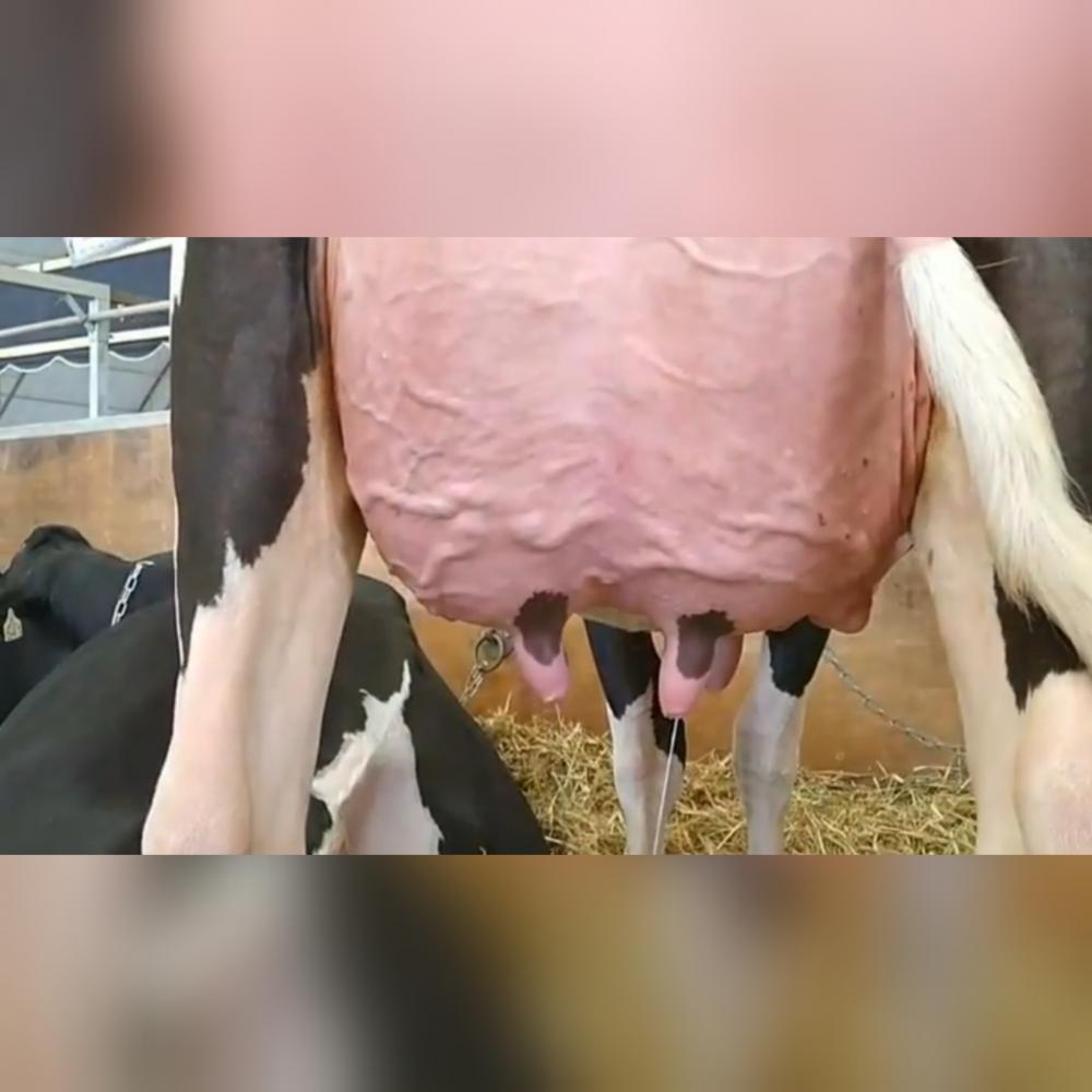 No mercado do leite em pó, os preços tiveram aumento acumulado de 3,6% em fevereiro e acréscimo de 2,7% na média de janeiro para fevereiro. Assim, a expectativa é de que os preços no campo sigam firmes em março. 