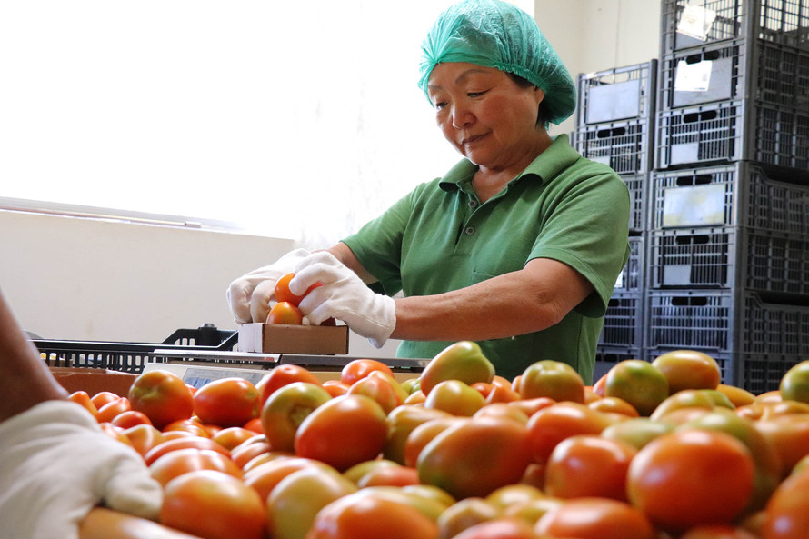 Esposa do sr Mario Seichi Nakui,produtor de orgânicos em Piraquara. - Foto: TECPAR
