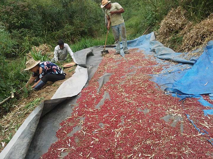 Lourival Vieira de Jesus e colaboradores durante o processo de coleta do feijão (Crédito - Vanuza Stival de Jesus)