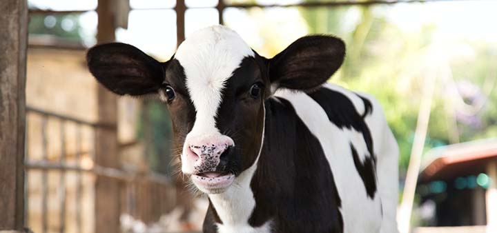 A criação de bezerras é uma etapa fundamental na pecuária leiteira. Por isso, os cuidados com a saúde e bem-estar destes animais são constantes.
