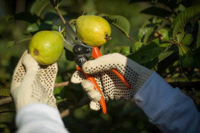 O evento abordou os diversos tipos de manejos para doenças e pragas de figo e goiaba, além de controle de fungos e pragas com óleo de citronela, enxofre e silício. Foto: Wenderson Araujo/CNA Brasil.