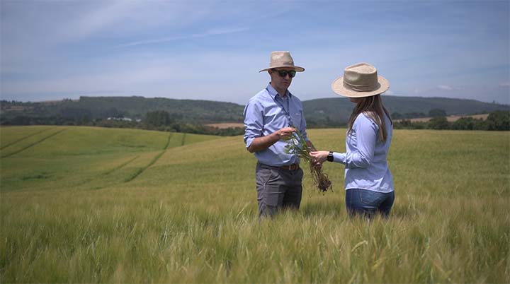 Neste trabalho de produtividade que a Helpen, marca de Agricultura de Precisão e Assistência Técnica da Castrolanda, completa neste sábado, 21 de agosto, dois anos de atuação ao lado do produtor. 