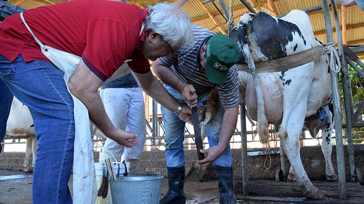 O alinhamento correto dos cascos ajuda o animal a ter bem-estar, o que reflete na produtividade.. Fotos Toninho Anhaia