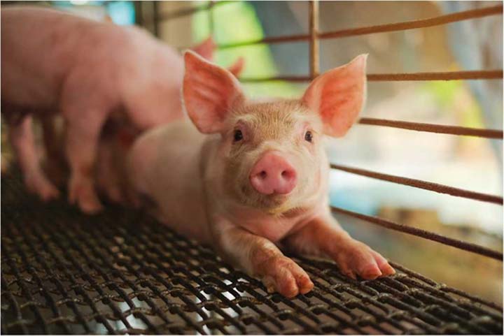 Os leitões neonatos enfrentam uma série de desafios nos primeiros dias de vida, entre eles a coccidiose e a anemia ferropriva que são duas patologias que afetam o desenvolvimento e o bem-estar dos animais. 