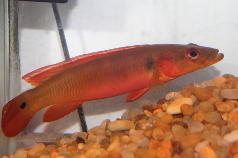 O primeiro volume do livro Peixes Ornamentais no Brasil, tem o foco em mercado, legislação, sistemas de produção e sanidade.