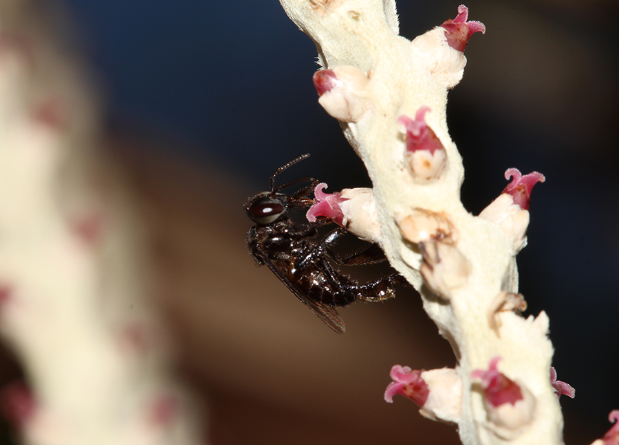 Abelha arapuá (Trigona branneri) em flor do açaizeiro. Foto: Cristiano Menezes
