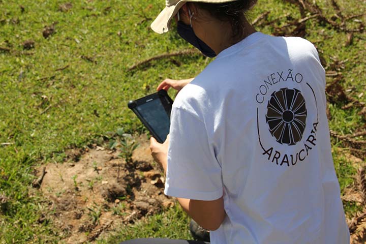 Na primeira etapa, foram recuperados 46 hectares na Floresta Nacional de Piraí do Sul, no Paraná.