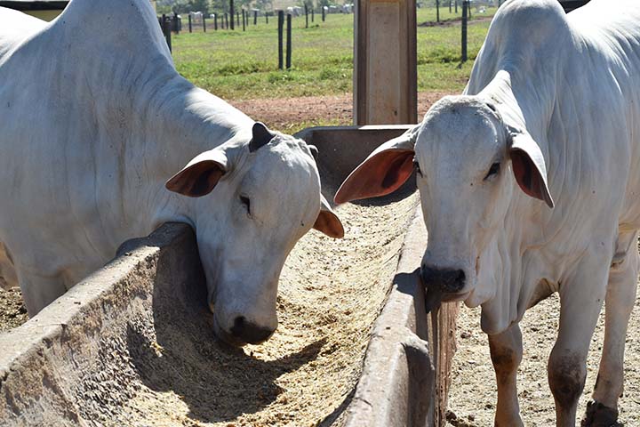 Para superar esses desafios e buscar a máxima eficiência alimentar em bovinos de corte e leite, o especialista orienta o uso de adsorventes de micotoxinas à base da parede interna de levedura.
