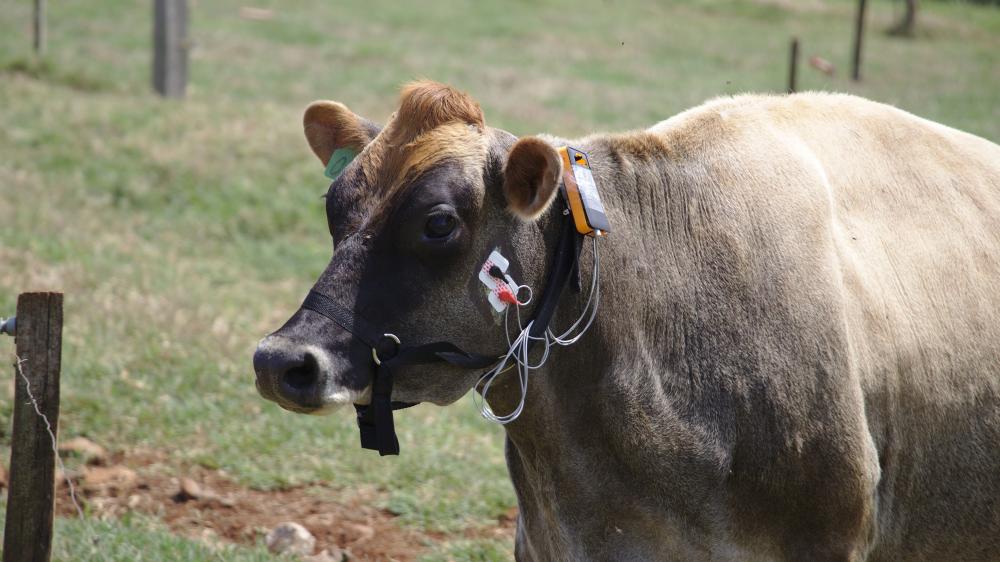 Equipamento transmite em tempo real informações sobre bem-estar dos animais. Fotos IDR-Paraná.