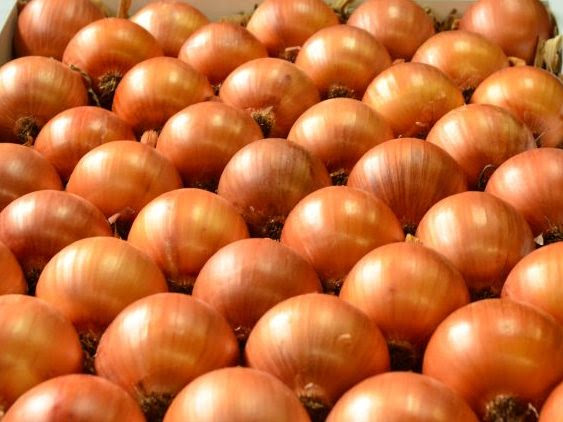 Características da cebola Valessul agradam produtores, comerciantes e consumidores