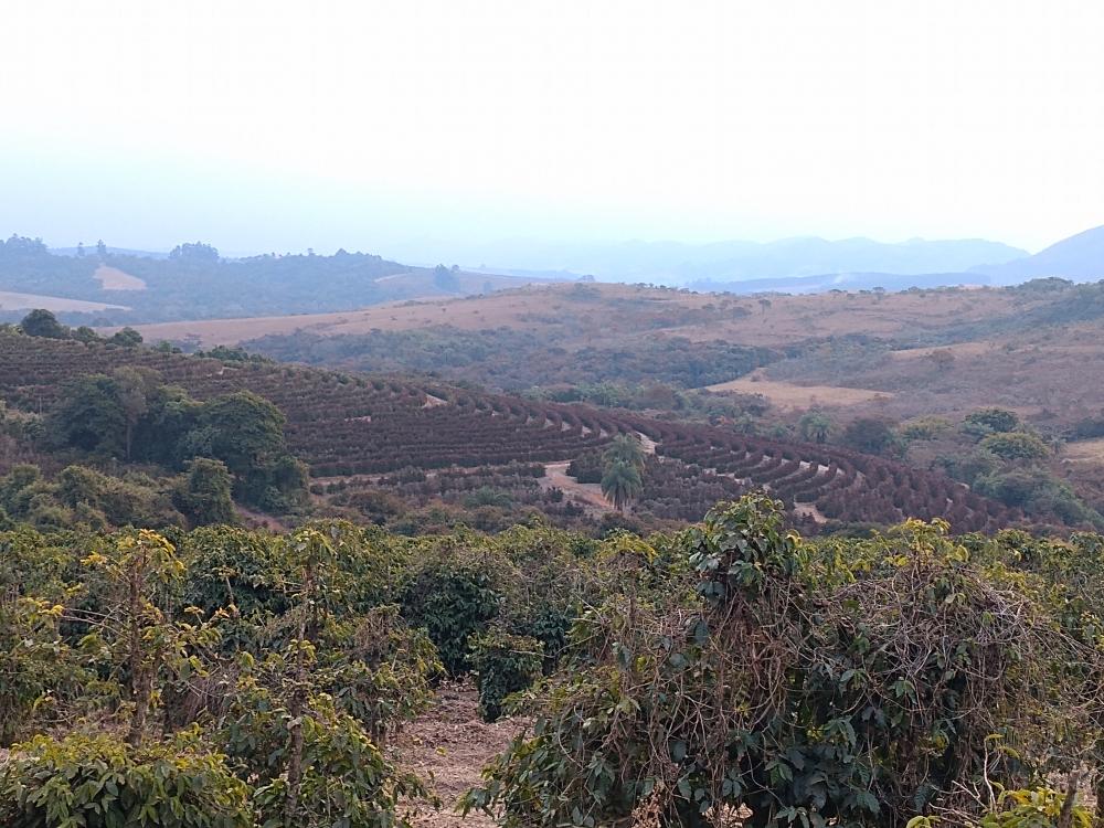 Cafezais afetados pela geada no Sul de Minas - Foto: Guilherme Viana