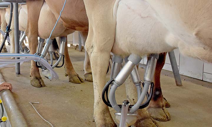 Os futuros instrutores serão responsáveis por treinar produtores e trabalhadores rurais nos cursos de “Forragem: produção e manejo” e “Bovinocultura de leite: Índices zootécnicos”. Foto Toninho Anhaia