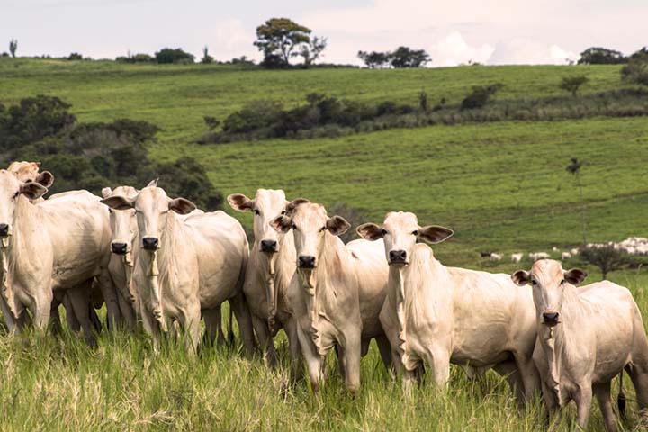 Gestão com foco e planejamento são ferramentas para que o pecuarista dilua o ágio do bezerro e obtenha lucro no próximo ciclo da atividade. Divulgação assessoria.