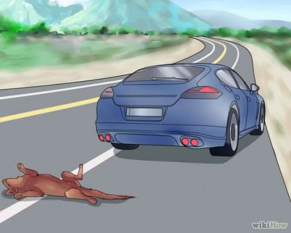 Multa para o motorista que atropelar animais e não prestar socorro ultrapassa R$ 50 mil.. Créditos: WikiHow