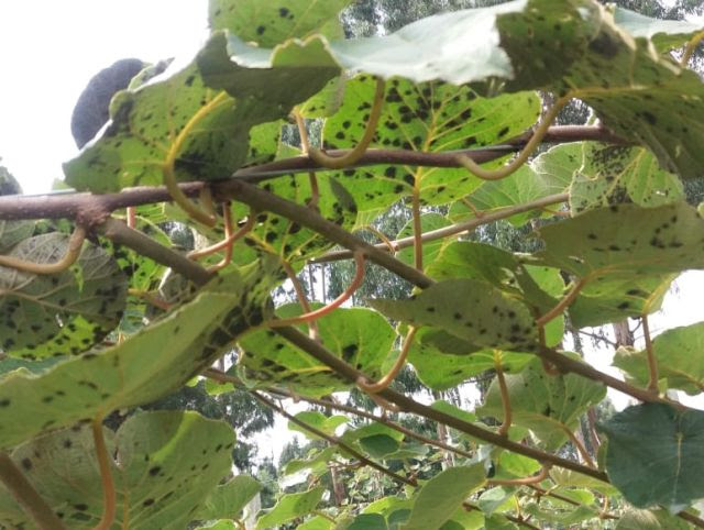 Doença é caracterizada por causar manchas aveludadas de coloração negra nas partes inferior e superior da folha (Foto: James Oscar Vieira)