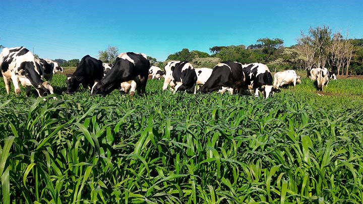 Cada quilo de matéria seca equivale, em conversão, a até 1,47 litro de leite; Valente produz até 17 toneladas de matéria seca no ciclo