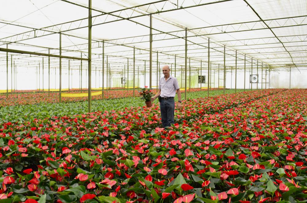 Produtores de Holambra decidiu abrir as suas fazendas para que os turistas conheçam os “bastidores” de suas modernas produções de flores. Nos dias 4 e 5 de abril.