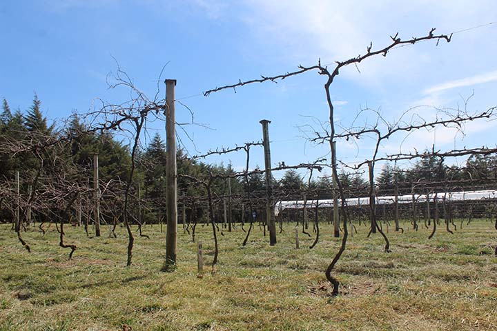 O Revitis foi lançado em 2019 com o objetivo de apoiar a cadeia produtiva da cultura por meio do fortalecimento do setor produtivo, agroindustrial e turístico nas diferentes regiões do Estado. Fotos IDR-Paraná.