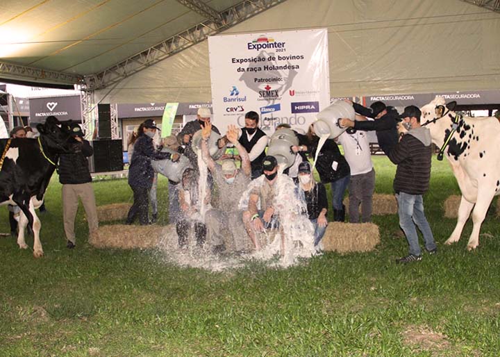 Para chegar ao resultado foram realizadas cinco ordenhas, em cada uma das categorias. Participaram um total de 18 vacas, sendo 14 na categoria adulta e quatro na categoria jovem.. JM Alvarenga/Divulgação