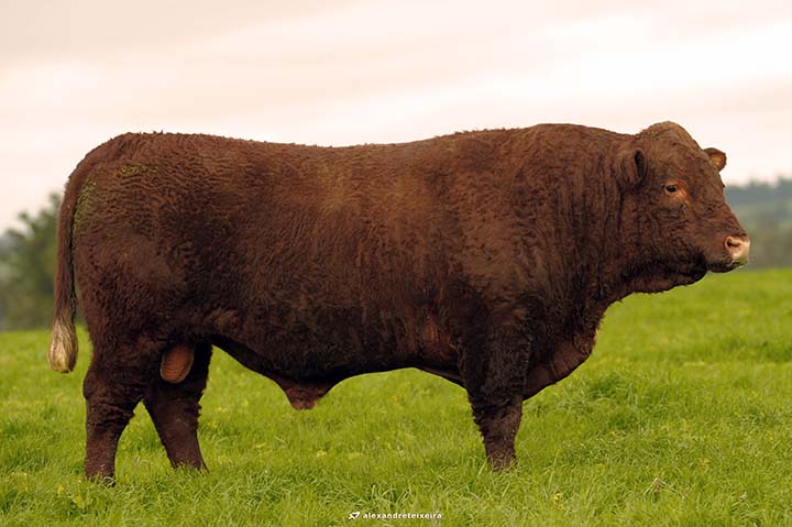 O touro Bravo G7090 de Santa Alice 1100, da Cabanha Santa Alice, de Santa Maria (RS), da Sucessão de Armando Ribas, conquistou o bicampeonato no prêmio Difusão Genética Nacional, da raça Devon. Foto Alexandre Teixeira.