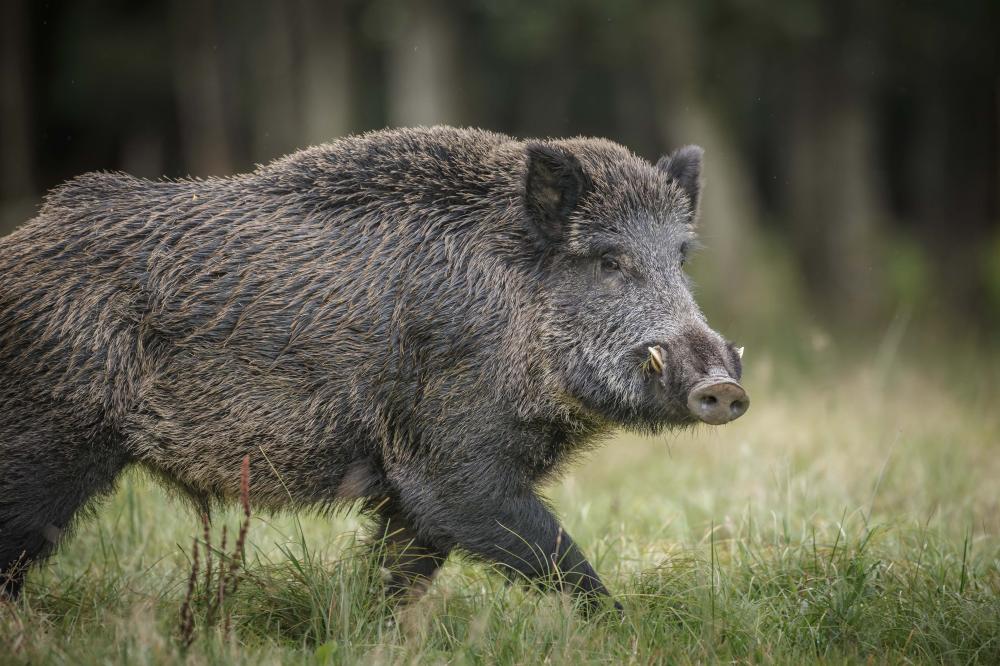 A superpopulação de javalis no território brasileiro acendeu um sinal de alerta às autoridades.