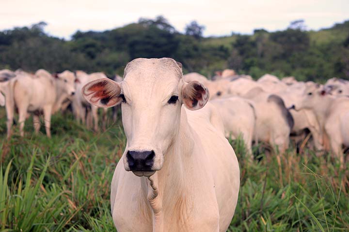 Com a oferta restrita de animais, o manejo precisa ser ainda mais cuidadoso, prevenindo ameaças que poderiam comprometer o negócio.. Foto Juliana Amorim/Unsplash.