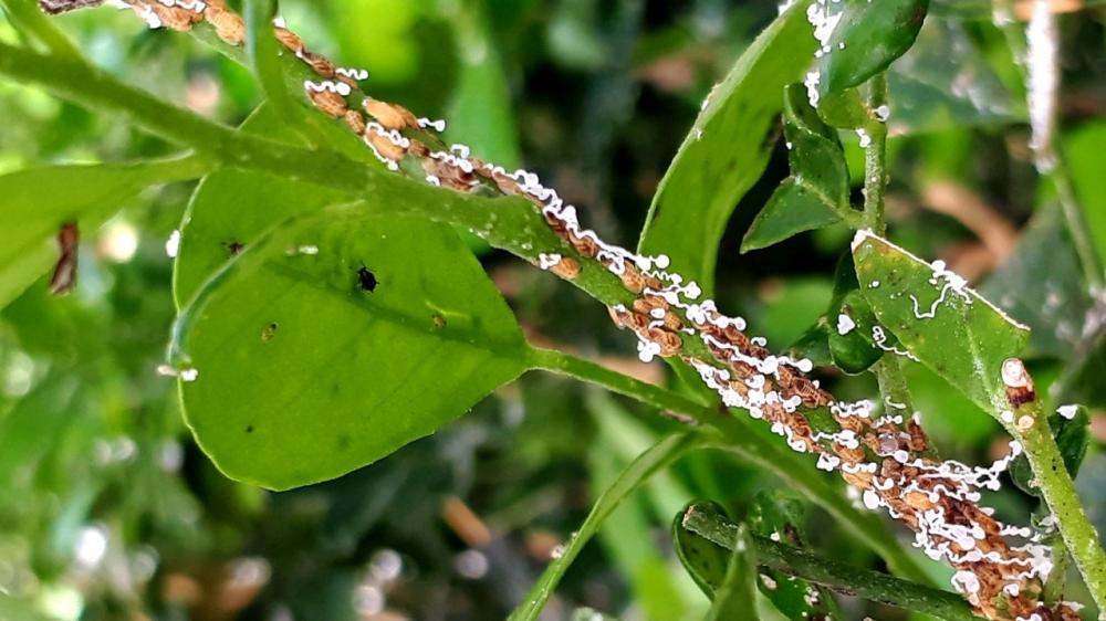 O projeto experimental de produção e liberação de tamaríxia começou em 2016, resultado de parceria do IDR-Paraná com a Cocamar Cooperativa Agroindustrial e a empresa Citri Agroindustrial, com articulação da Fundação de Apoio à Pesquisa e ao Desenvolviment
