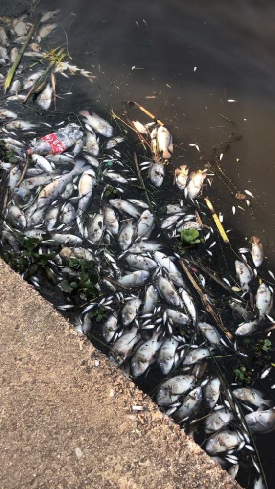 Foram coletadas amostras da água e enviadas para análise