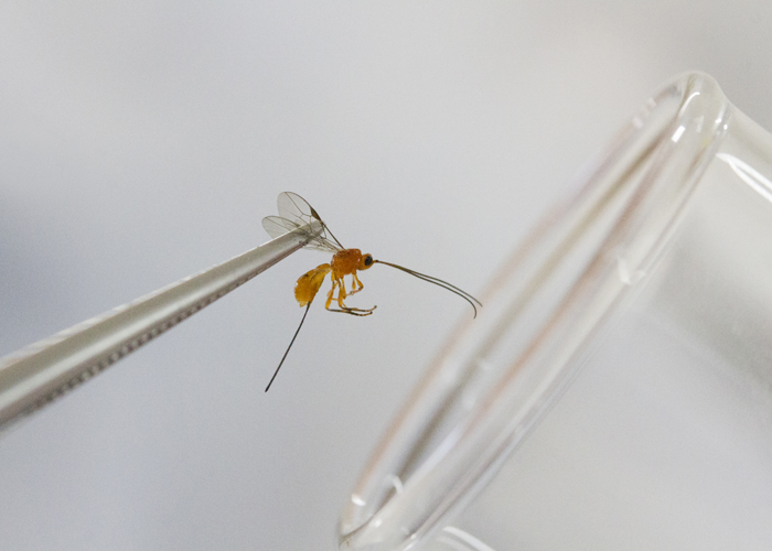 Larvas da vespa se alimentarão das larvas da praga, controlando a proliferação.