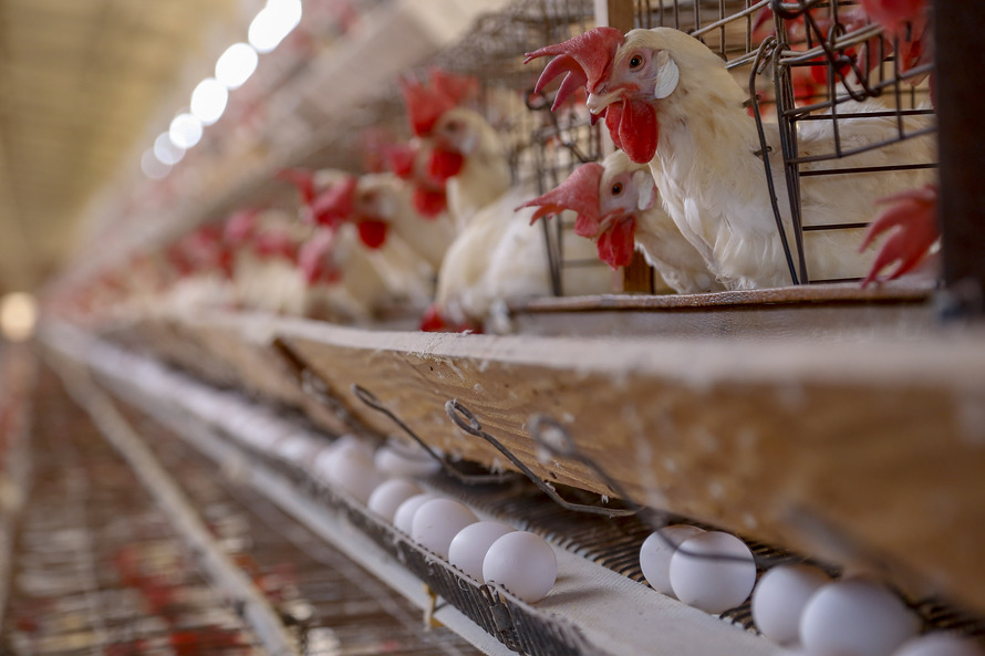 O bom desempenho consolidou o Paraná como maior produtor de carne de frango do País, vice-líder em carne suína e leite e terceiro principal produtor de ovos. Foto: Gilson Abreu/AEN