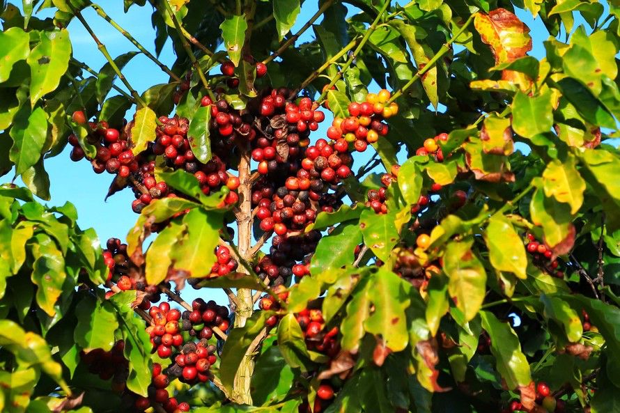 São cerca de 5 mil hectares de plantação, que produzem 10,4 mil toneladas de café por ano. Isso ajuda o Paraná a se manter como o sexto maior produtor no País, atrás de Minas Gerais, Espírito Santo, São Paulo, Bahia e Rondônia. 