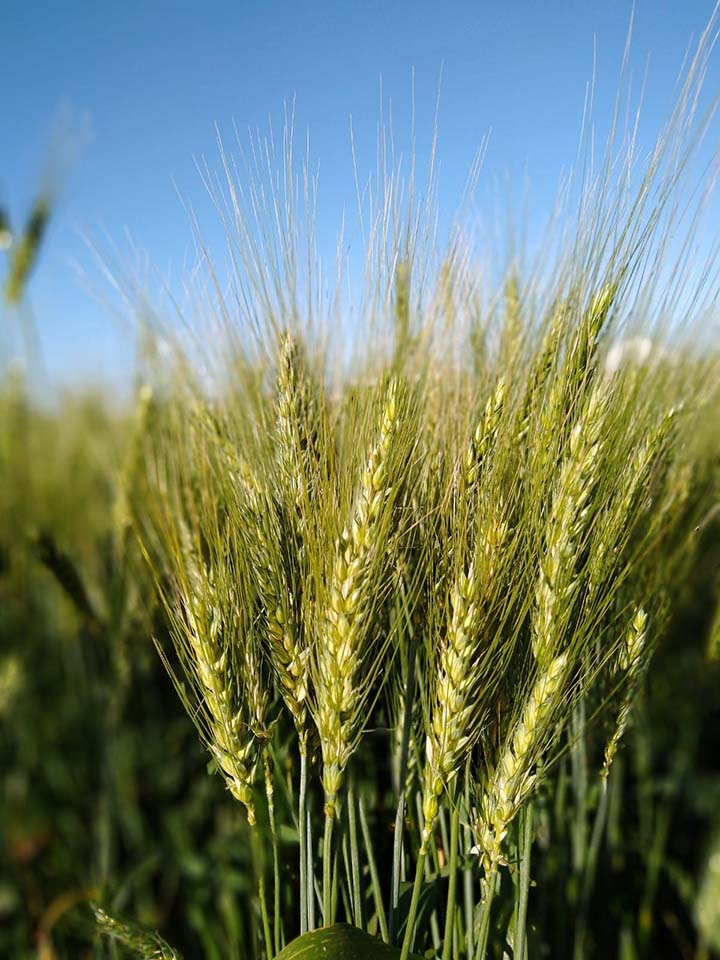 O lançamento do BRS Jacana traz mais uma grande opção ao produtor de trigo, com conceito TOP 5000 de rendimento. 