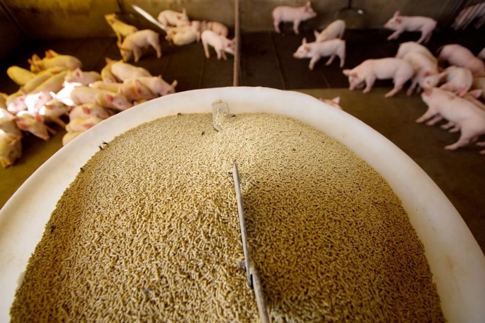 O uso de cereais de inverno na formulação de rações e possíveis investimentos em equipamentos para o processamento desses grãos por produtores estiveram entre os destaques na reunião.