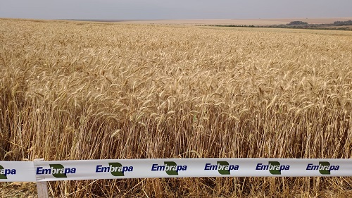 A cultivar de trigo irrigado BRS 264, desenvolvida pela Embrapa e que ocupa 70% da área cultivada com trigo na região, bateu novamente o recorde mundial de produtividade diária: 9.630 kg/ha, isto é 80,9 kg/ha/dia, ou 160,5 sc/ha, colhidos pelo produtor Pa
