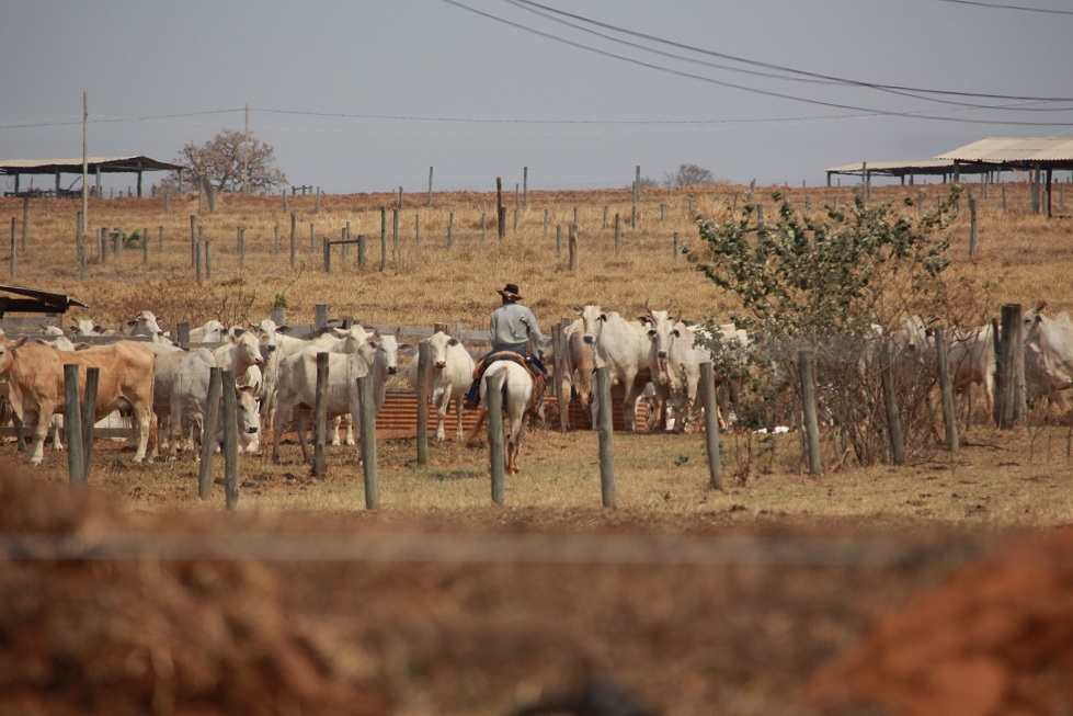 Animais sendo realocados na fazenda. Foto: Juliana Sussai