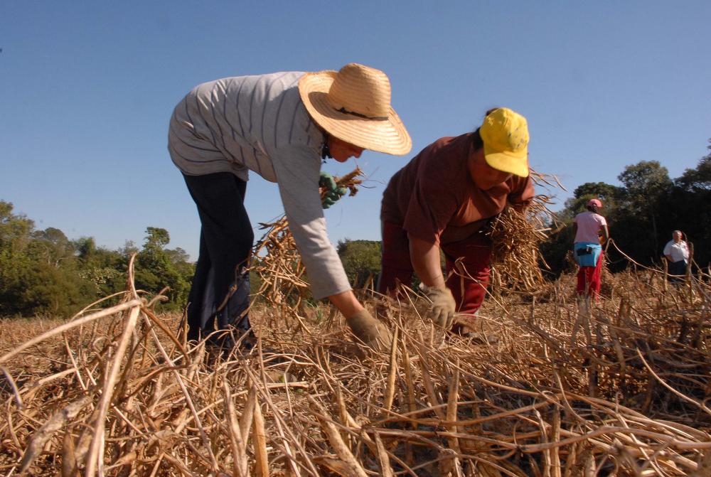 A região Sul concentra a maior participação de idosos de 60 anos ou mais na contagem nacional (ao lado do Sudeste). O Paraná tem mais de 18 mil mulheres agricultoras com mais de 55 anos, segundo o Censo Agropecuário de 2017, do Instituto Brasileiro de Geo