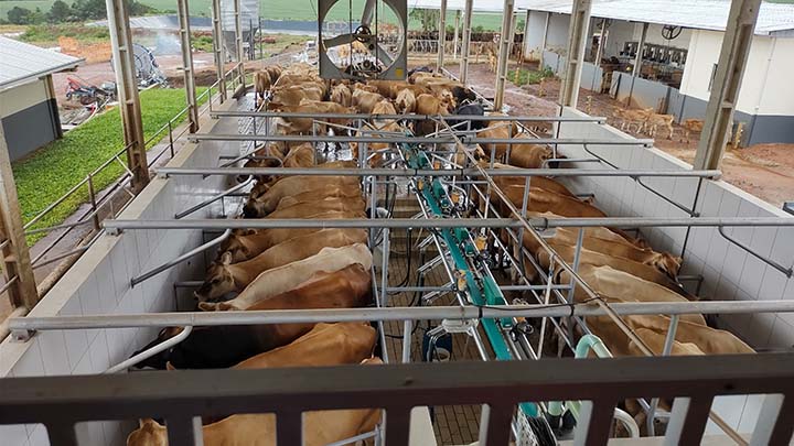 A parceria entre a Frísia e a OnFarm iniciou por meio de três propriedades piloto para que a ferramenta fosse testada e ajustadas as informações para a realidade da cooperativa.Foto Toninho Anhaia.