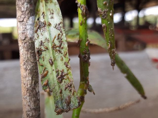 Larvas e pupas do borrachudo precisam de luz, matéria orgânica, água corrente oxigênio e algum material para se fixar
